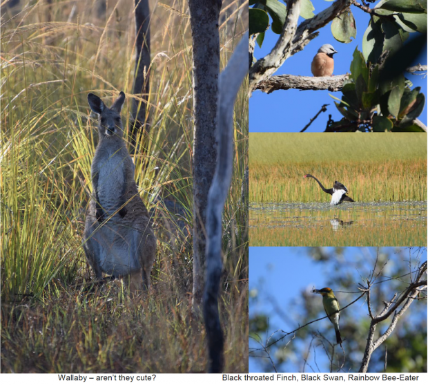 Wallaby – ne sont-ils pas mignons ? Pinson à gorge noir, Cygne noir, Guêpier arc-en-ciel